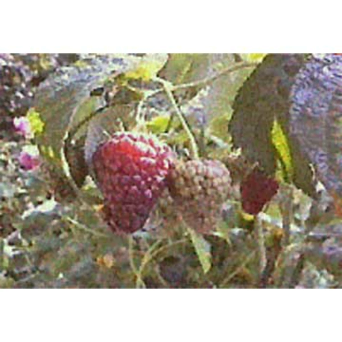 L'huile de pépins de framboise