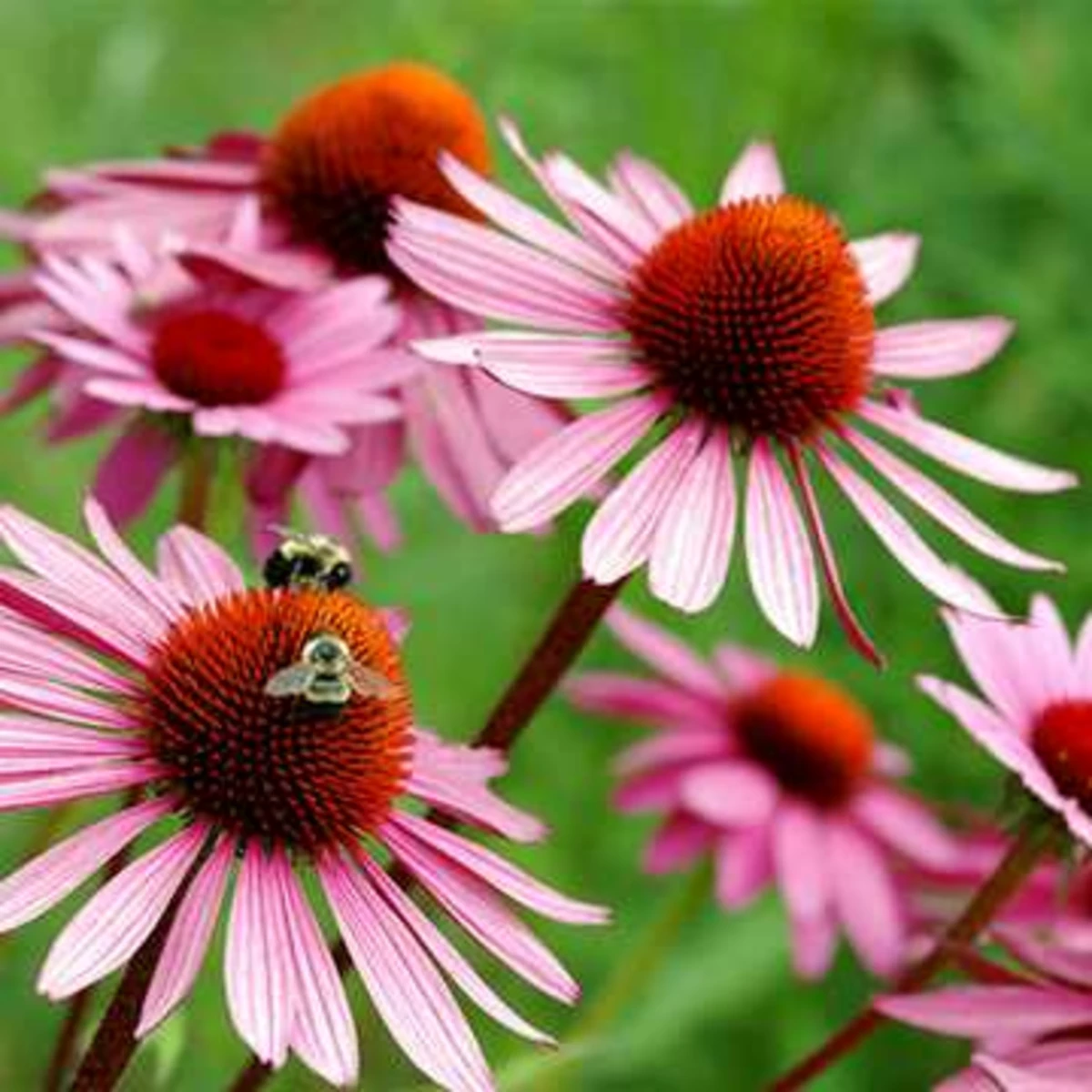 Extrait sec d'Echinacea