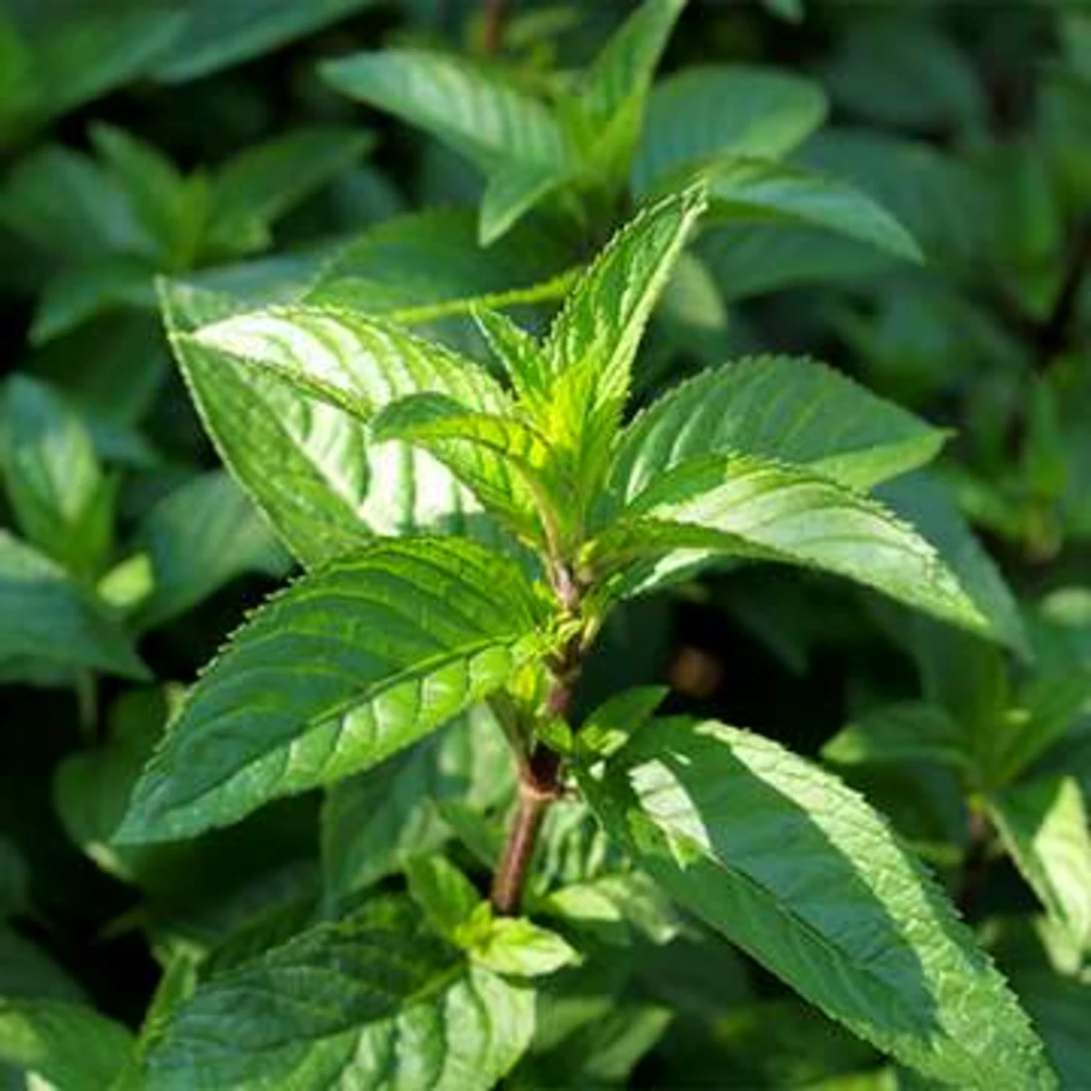 Extrait sec de Menthe poivrée