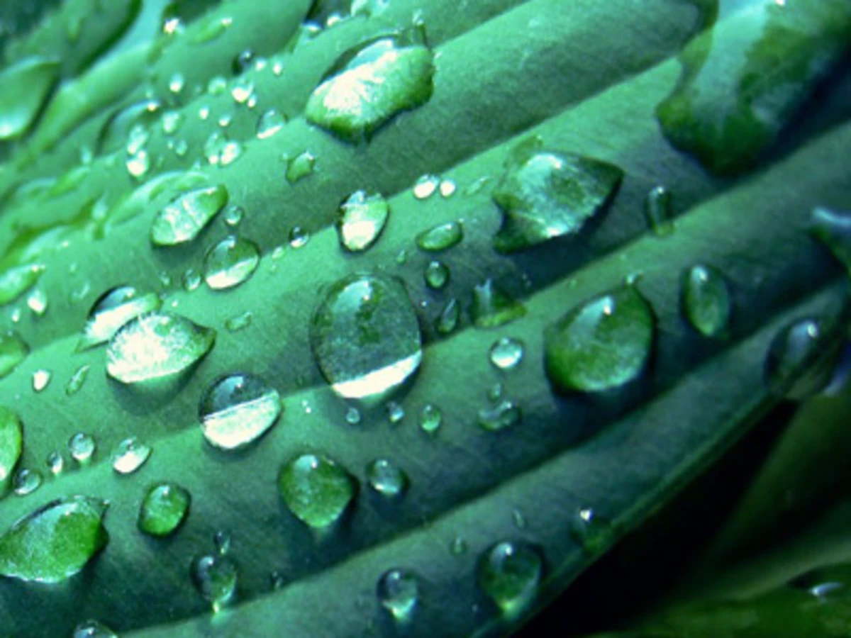 Poudre Bio Cosmétique d’ALOE VERA